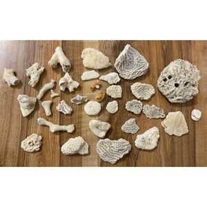 Natural Coral Mixed Lot Handpicked~Florida~Brain~Tabulate~Rose~Branch~More